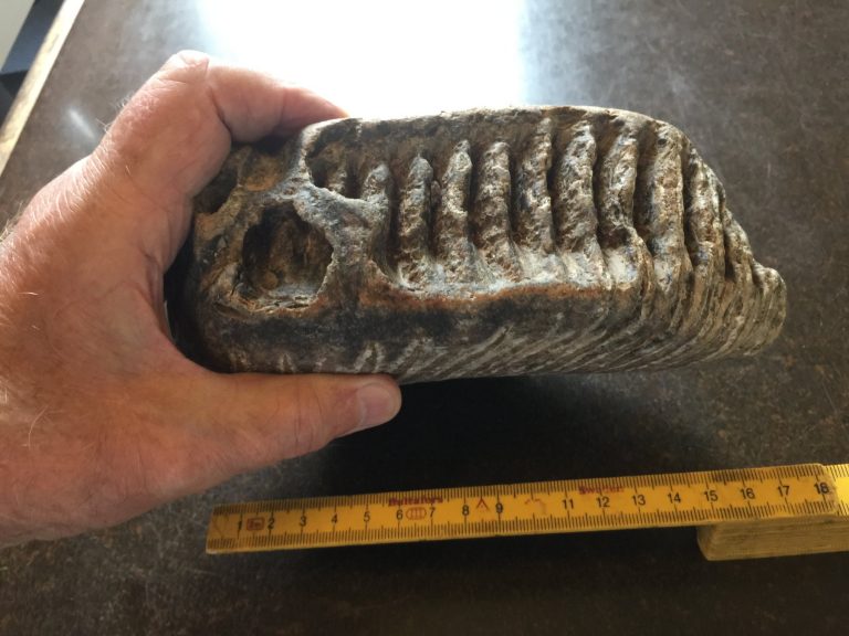 Fossiler fra Emmerlev Klev