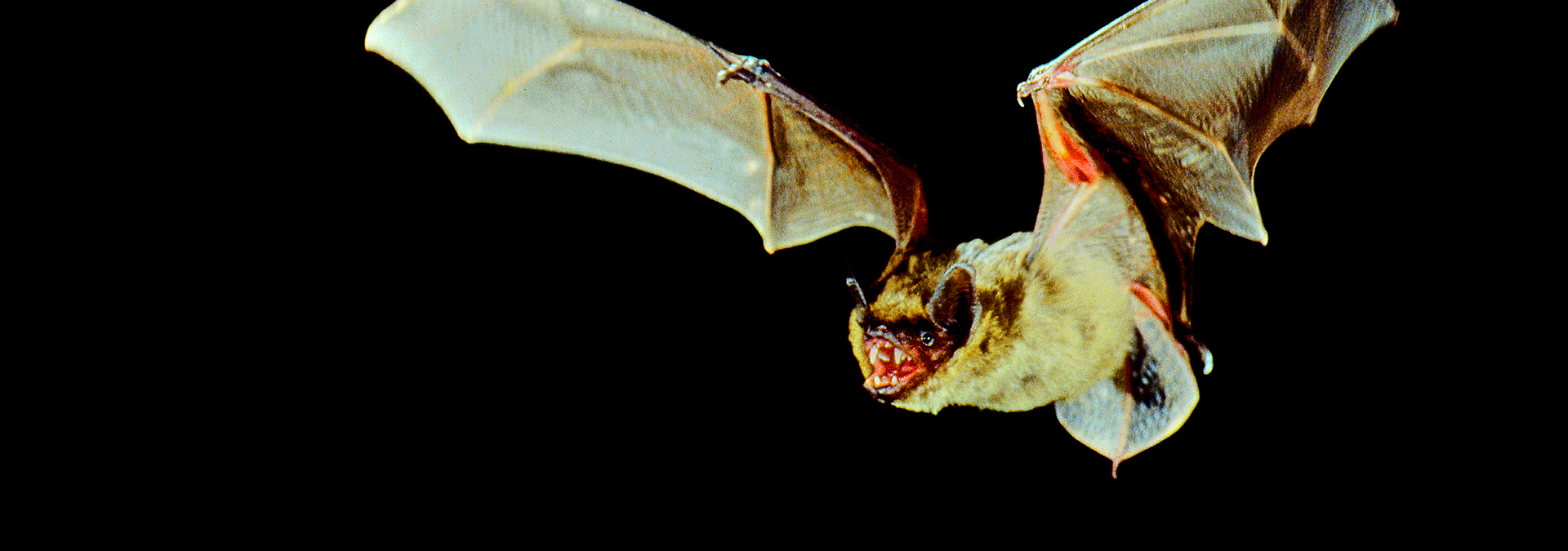 Bat Nat- oplev fantastiske falgermus om natten i Gram Lergrav
